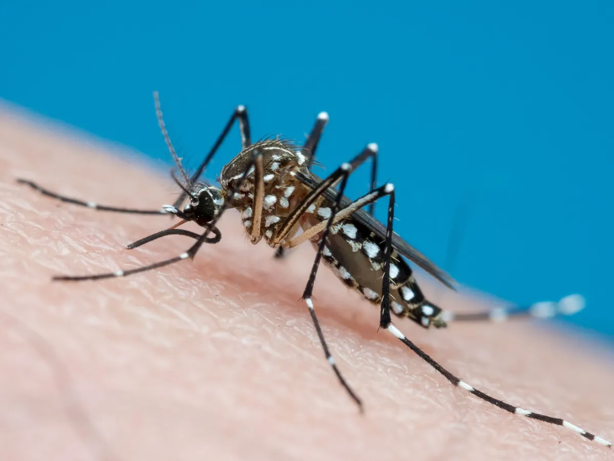 Após recorde de mortes, governo monitora estados com aumento de casos de dengue