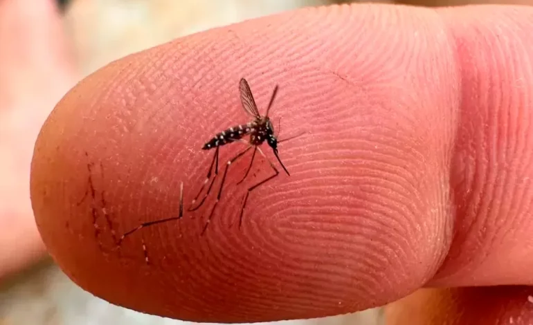 Brasil registra queda de quase 70% nos casos de dengue nos 2 primeiros meses de 2025